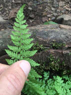 Image of brittle bladderfern