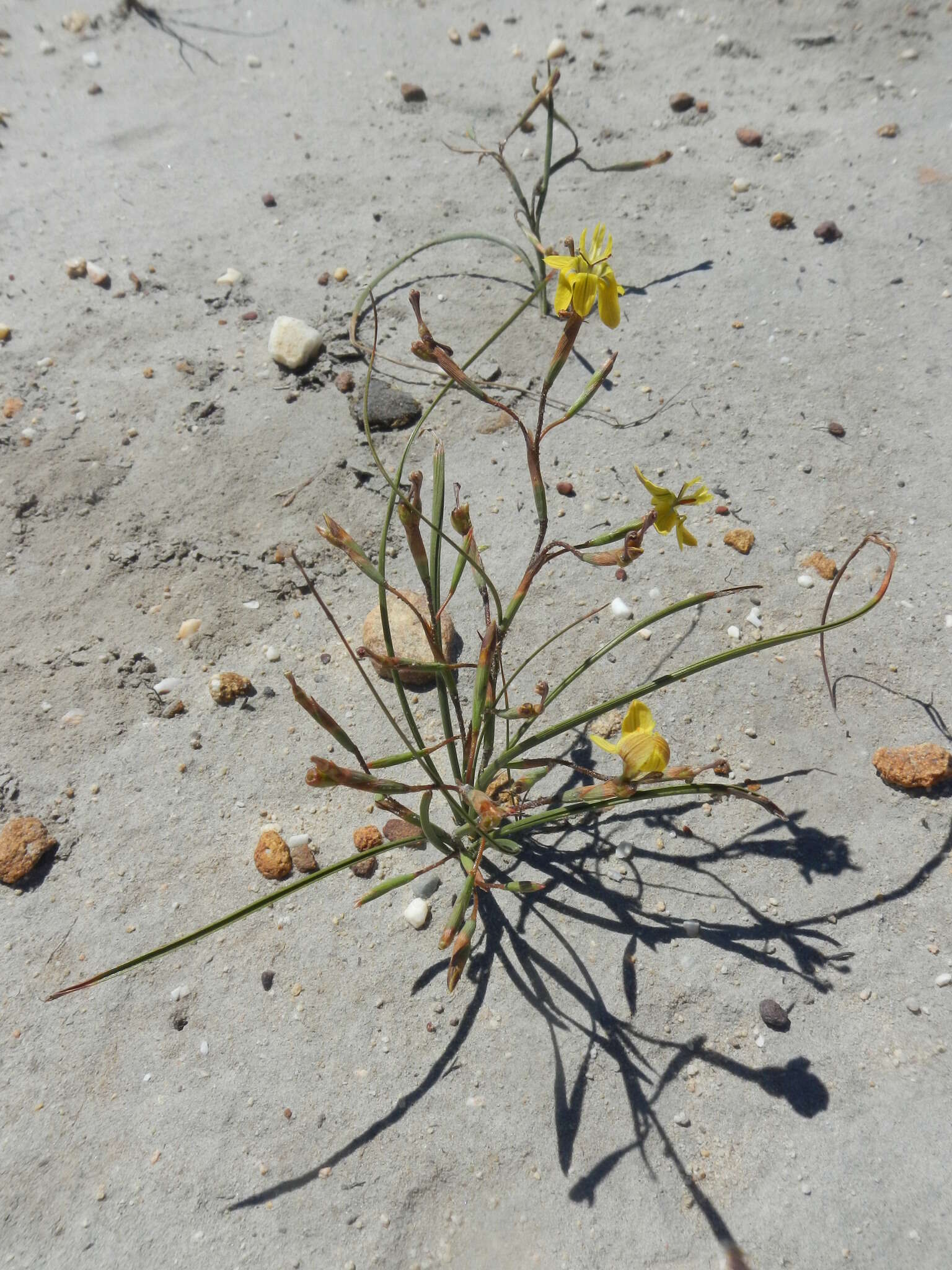 Image of Moraea inconspicua subsp. inconspicua