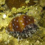 Image of Calf Cowrie