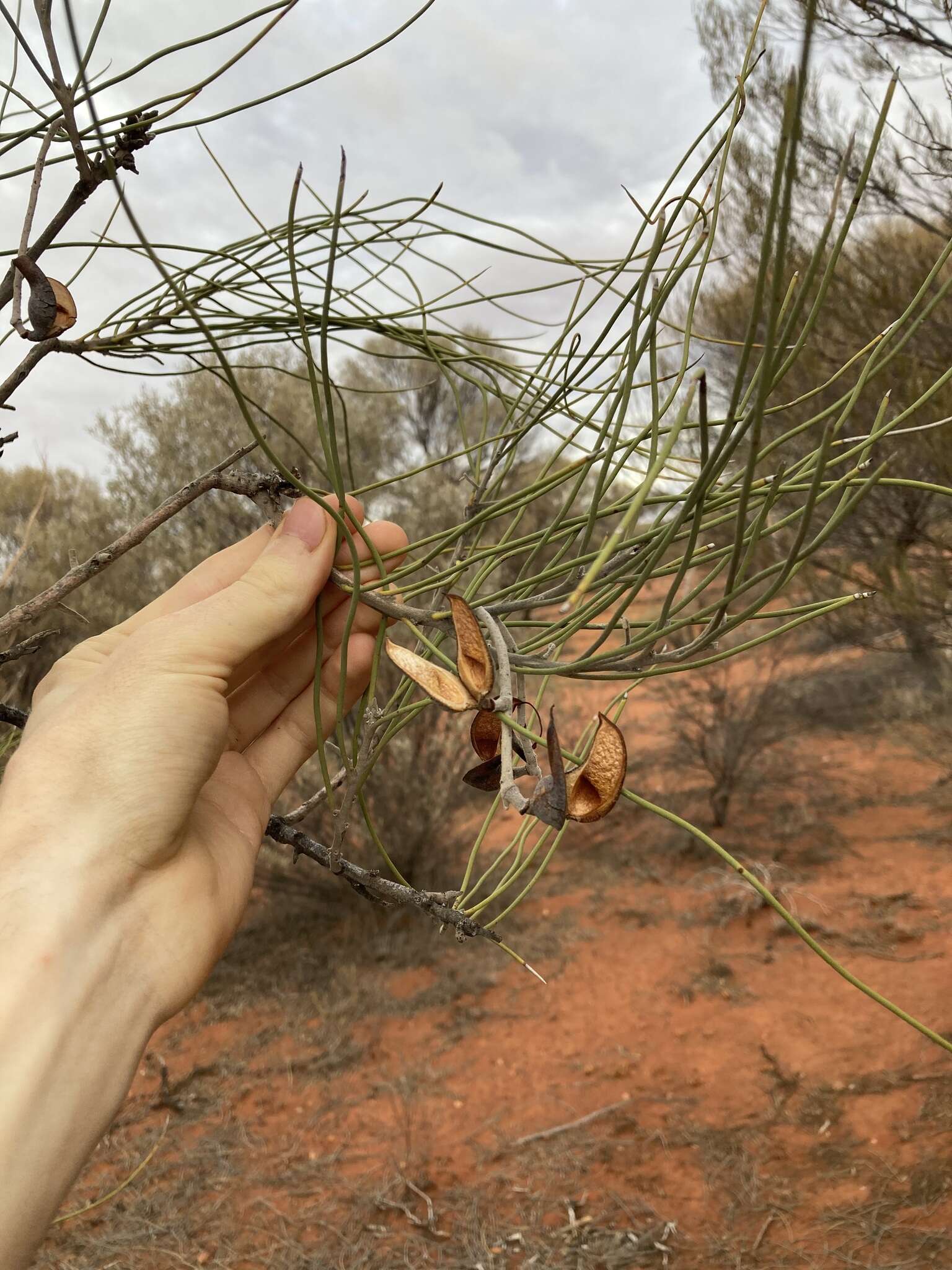 Image de Hakea lorea (R. Br.) R. Br.