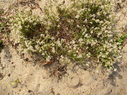 Plancia ëd Polycarpaea glabrifolia DC.