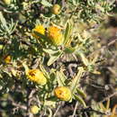 Image of Pteronia glabrata L. fil.