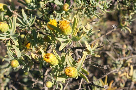 Image of Pteronia glabrata L. fil.