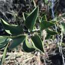 Image of Capparis canescens Banks ex DC.