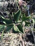 Image of Capparis canescens Banks ex DC.