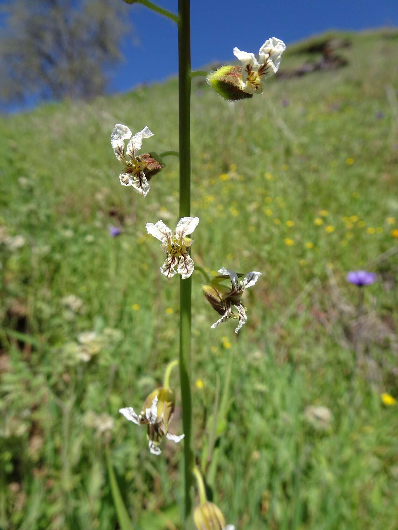 صورة Caulanthus coulteri (A. Gray ex S. Watson) S. Watson