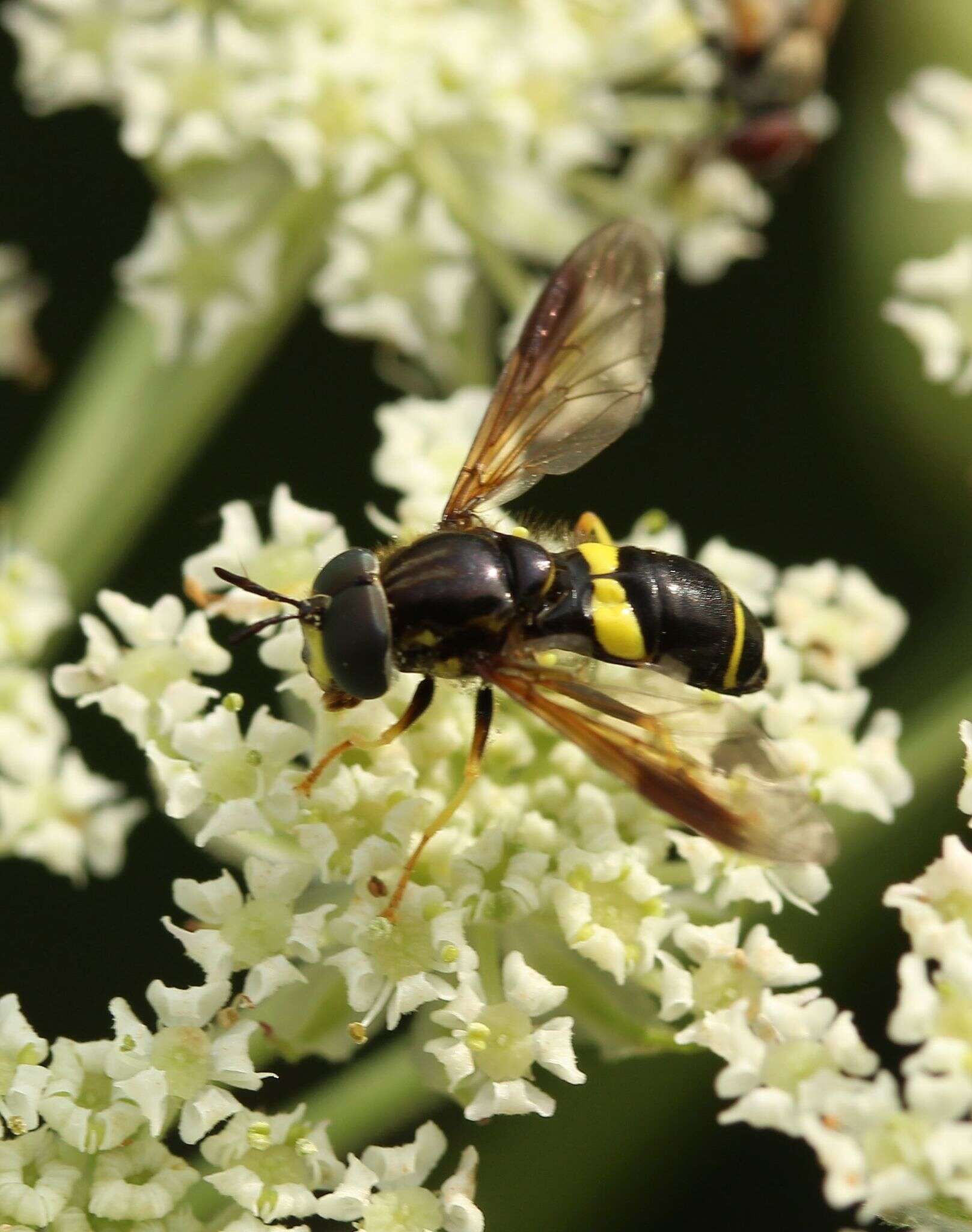 Imagem de Chrysotoxum bicincta (Linnaeus 1758)