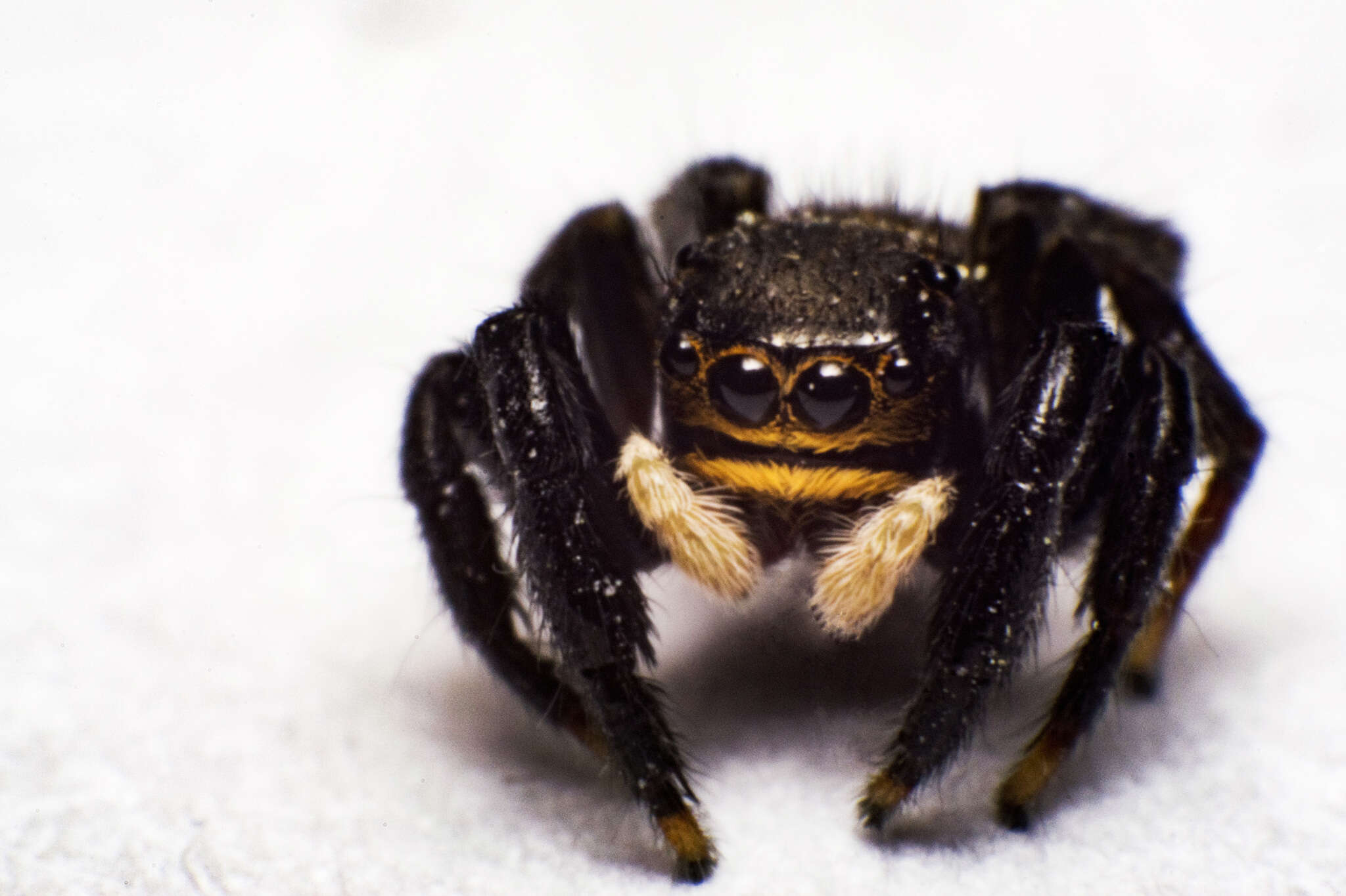 Image of Euophrys herbigrada (Simon 1871)