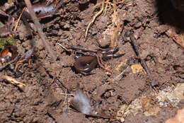 Sivun Nannoscincus mariei (Bavay 1869) kuva