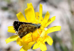 Image of Carline Skipper