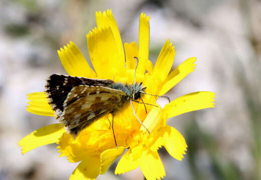 Pyrgus carlinae Rambur 1839 resmi