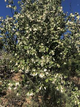 Plancia ëd Styrax redivivus (Torr.) Wheeler