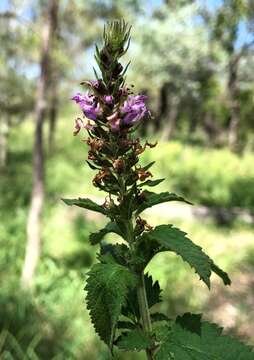 Sivun Teucrium argutum R. Br. kuva