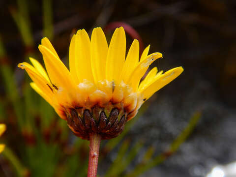 Image of Ursinia nudicaulis (Thunb.) N. E. Br.