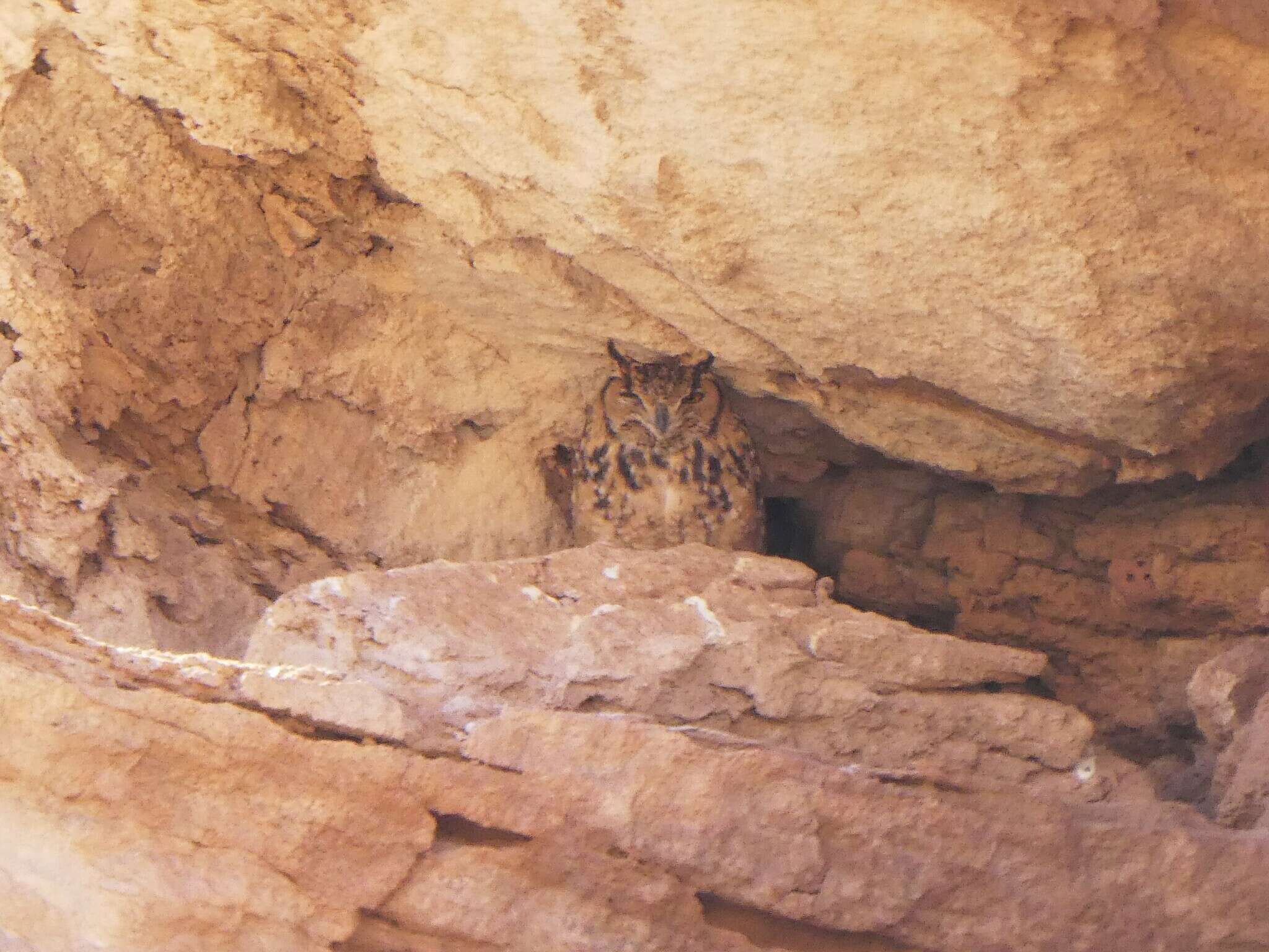 Image of Pharaoh Eagle-Owl