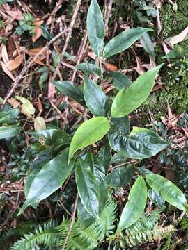 Lasianthus japonicus Miq. resmi