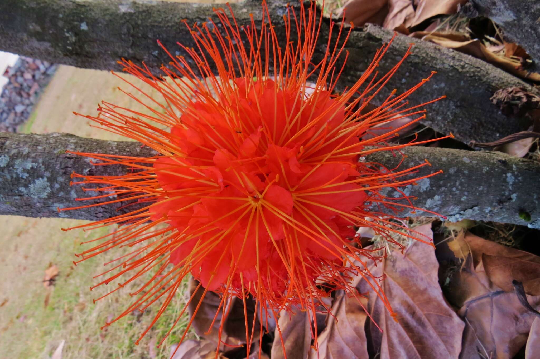 Plancia ëd Brownea macrophylla Linden