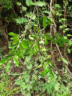 Image of Empogona ovalifolia (Hiern) Tosh & Robbr.