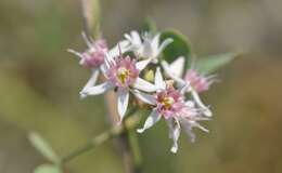 Image of Cynanchum acutum subsp. acutum