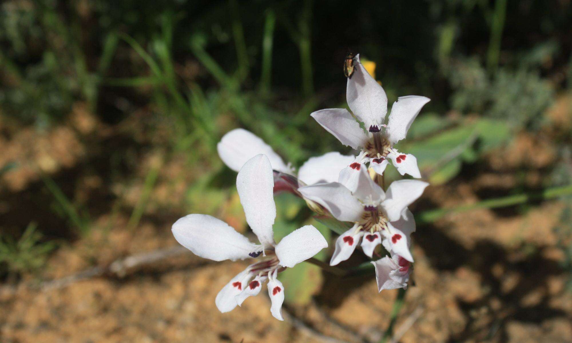 Image of Lapeirousia fabricii (D. Delaroche) Ker Gawl.