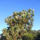 Image of grey-leaf sugarbush