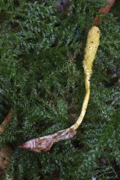 Image of Cordyceps bifusispora O. E. Erikss. 1982