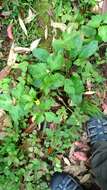 Image de Ranunculus silerifolius H. Lév.