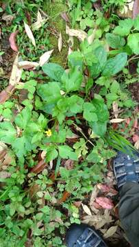 Imagem de Ranunculus silerifolius H. Lév.