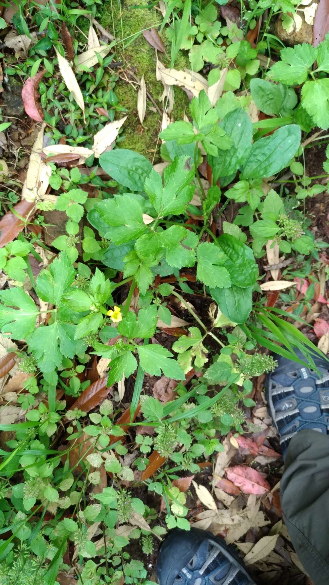 صورة Ranunculus silerifolius H. Lév.