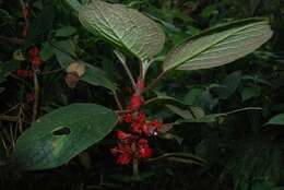 Image of Glossoloma oblongicalyx (J. L. Clark & L. E. Skog) J. L. Clark