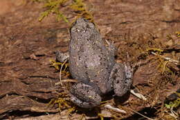 Image de Geocrinia laevis (Günther 1864)