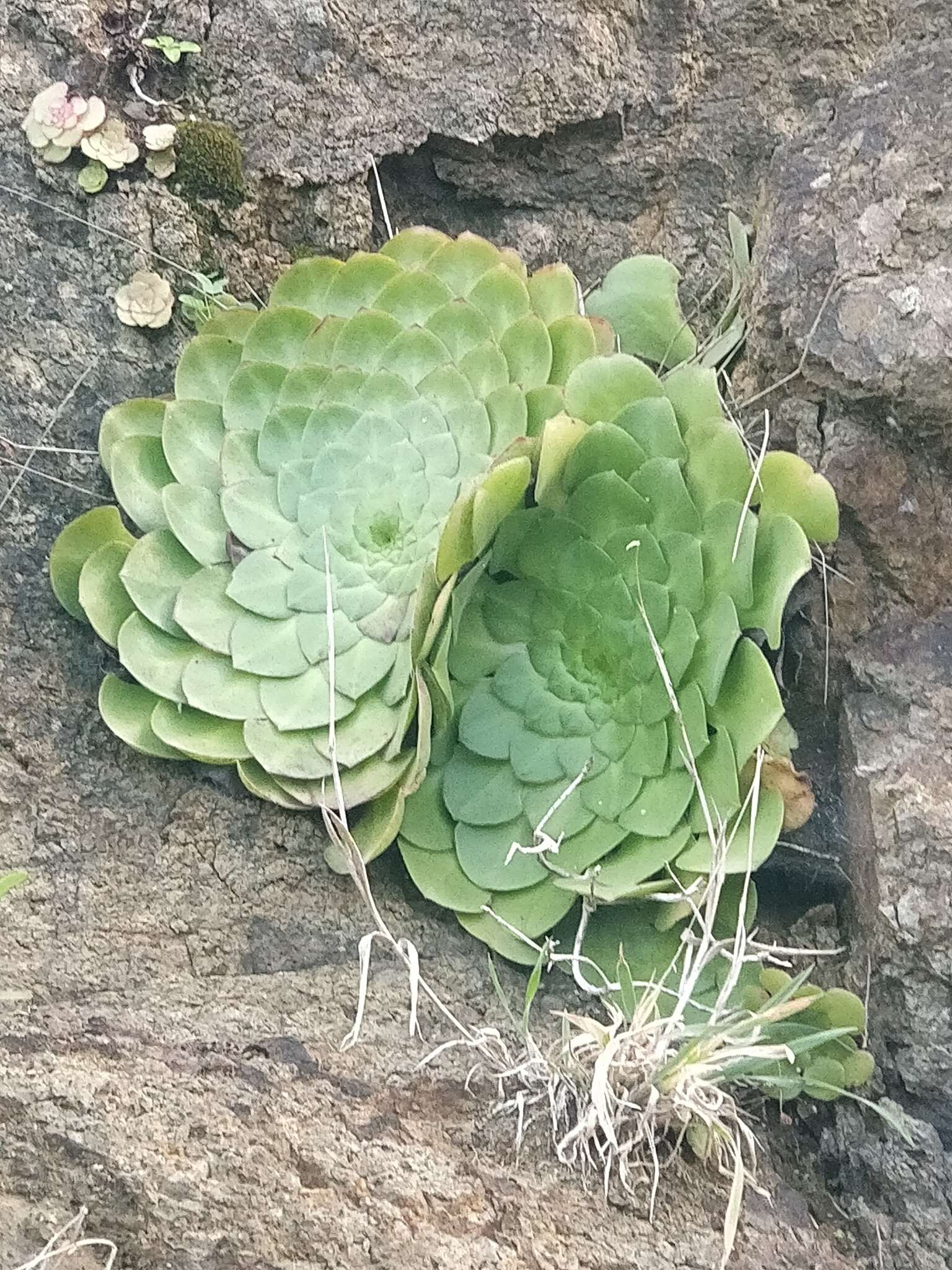 Image of Aeonium glandulosum (Ait.) Webb & Berth.