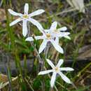 Image of Tribonanthes longipetala Lindl.