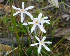 Image of Tribonanthes longipetala Lindl.