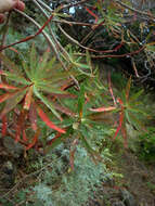 Image of tree spurge