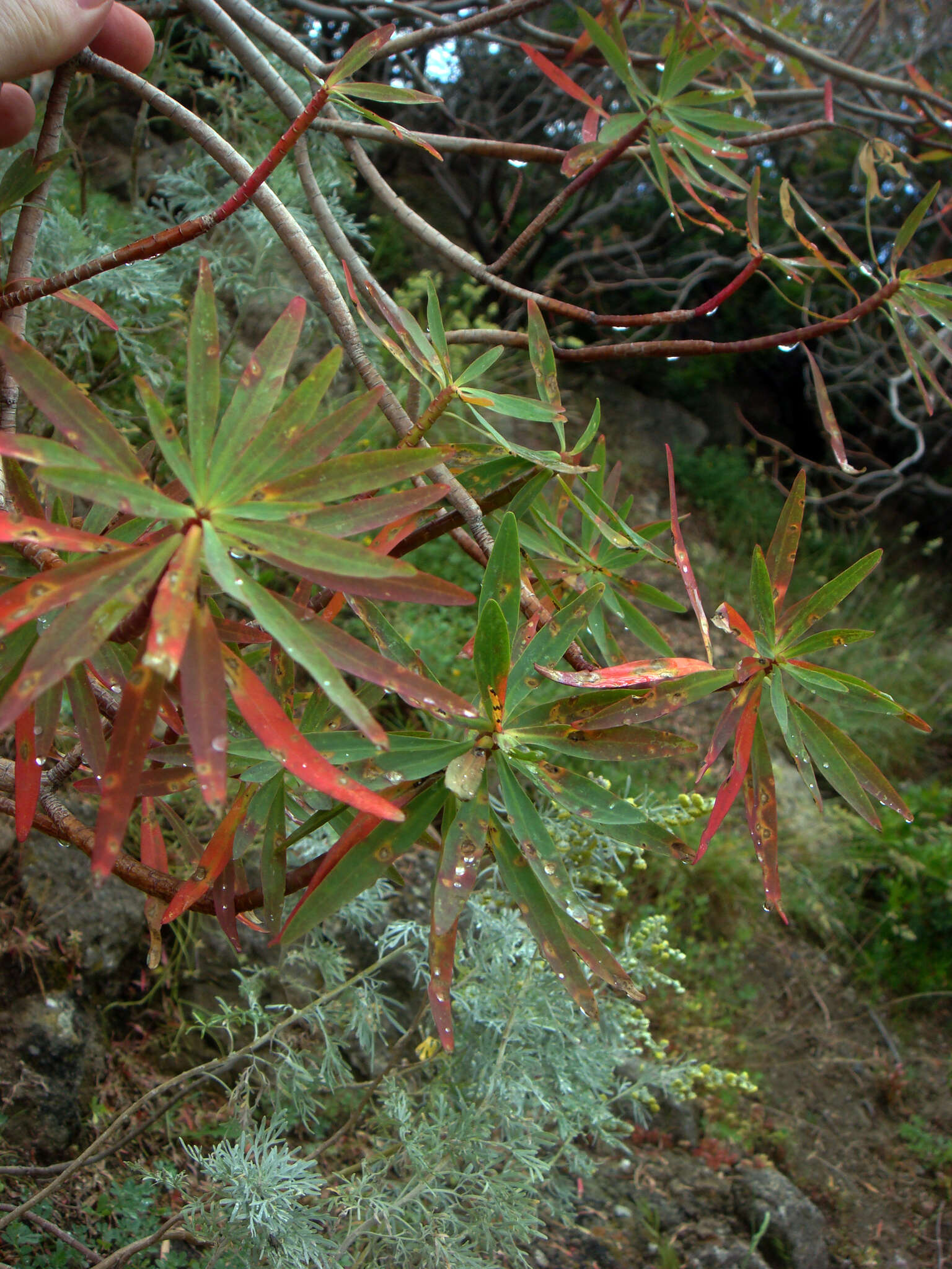 Image of tree spurge