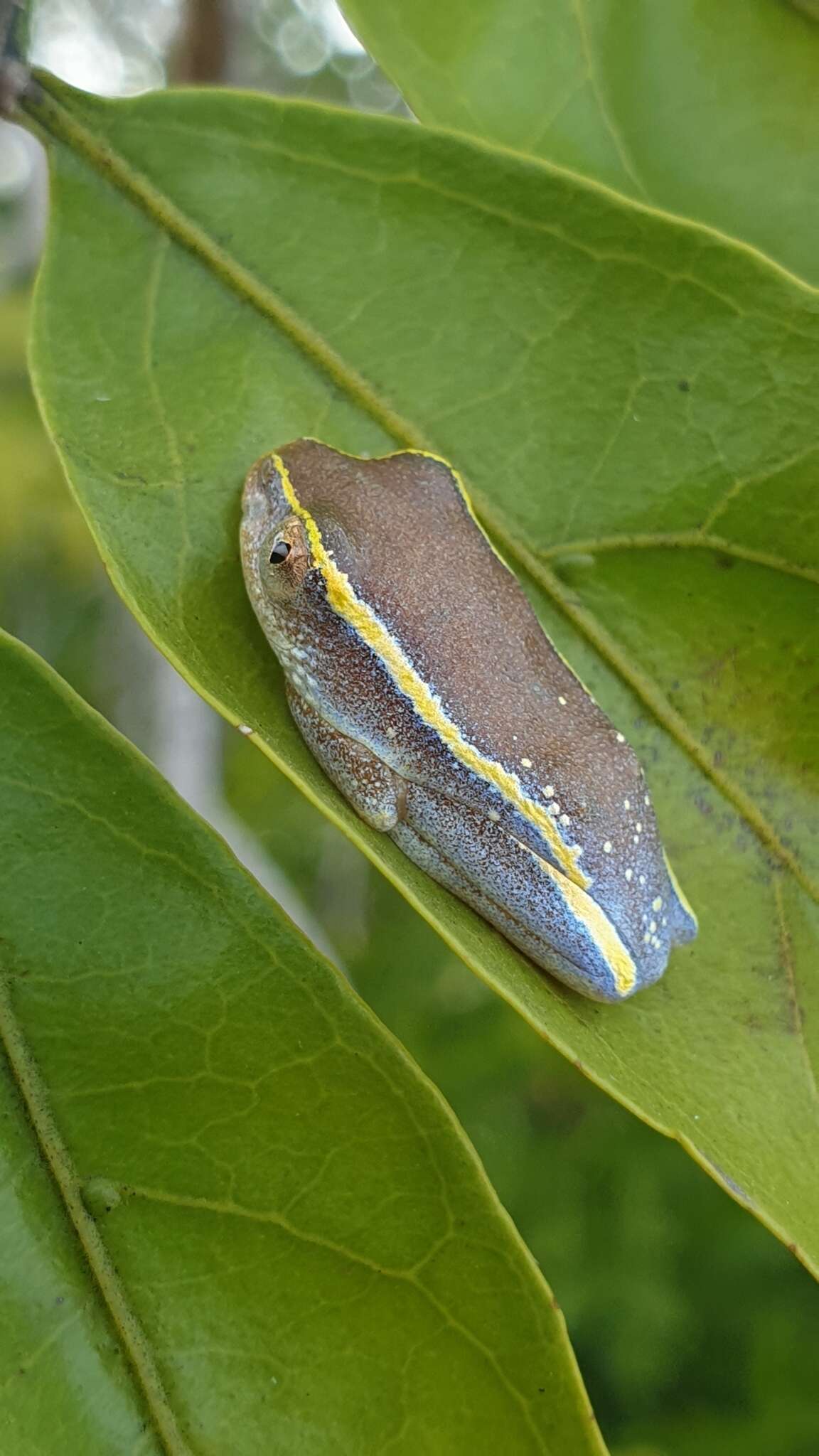 Image of Andranolava Reed Frog