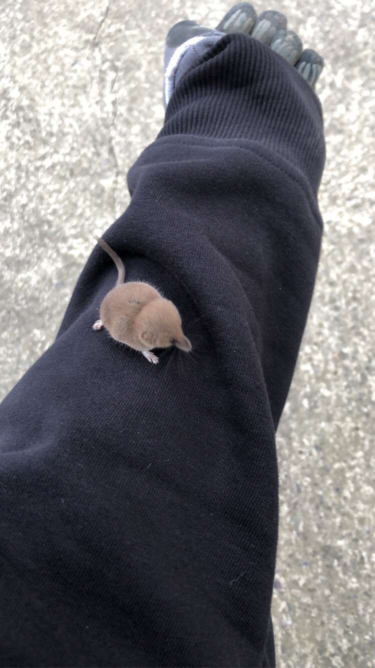 Image of pygmy shrew, lesser shrew