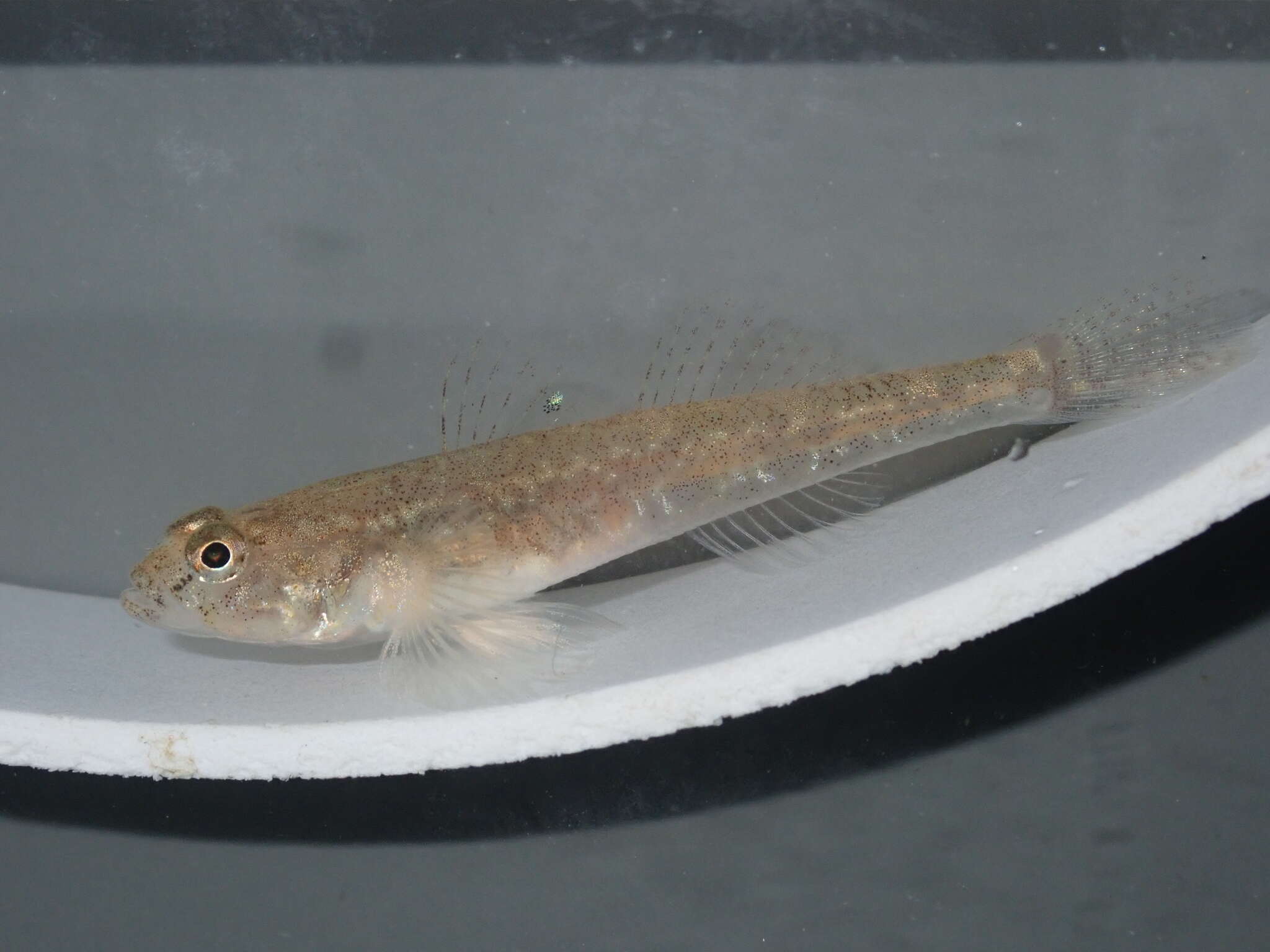 Image of Common Goby