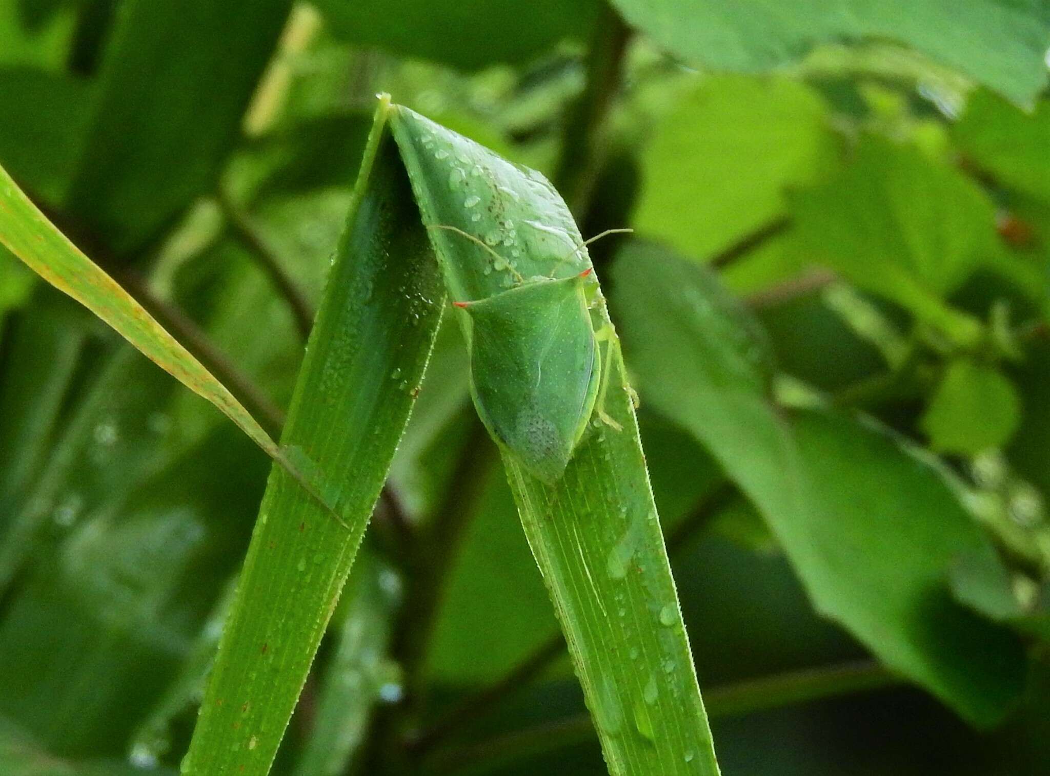 Plancia ëd Loxa flavicollis (Drury 1773)