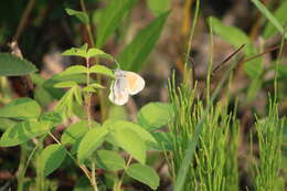 Image of Coenonympha tullia yukonensis W. Holland 1900