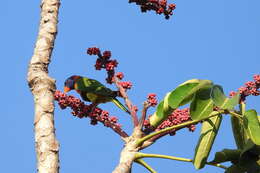 Image of Red-collared Lorikeet