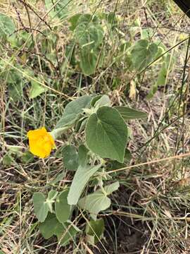 Abutilon guineense (Schumach.) E. G. Baker & Exell的圖片