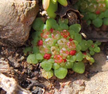 Image of Crassula pageae Tölken