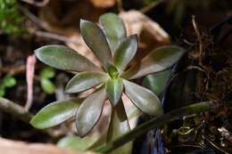 Image of Echeveria goldmanii Rose