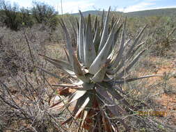 Aloe littoralis Baker resmi