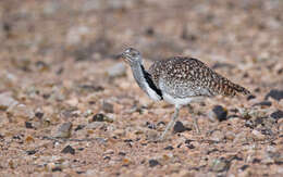 Image of Chlamydotis undulata fuertaventurae (Rothschild & Hartert 1894)