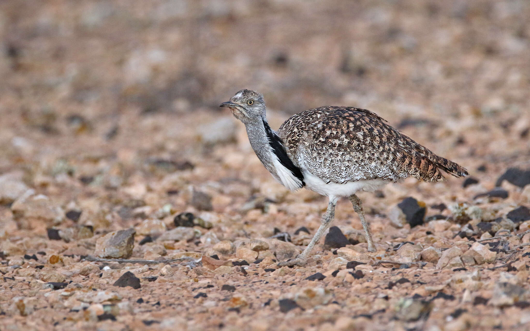 Image of Chlamydotis undulata fuertaventurae (Rothschild & Hartert 1894)