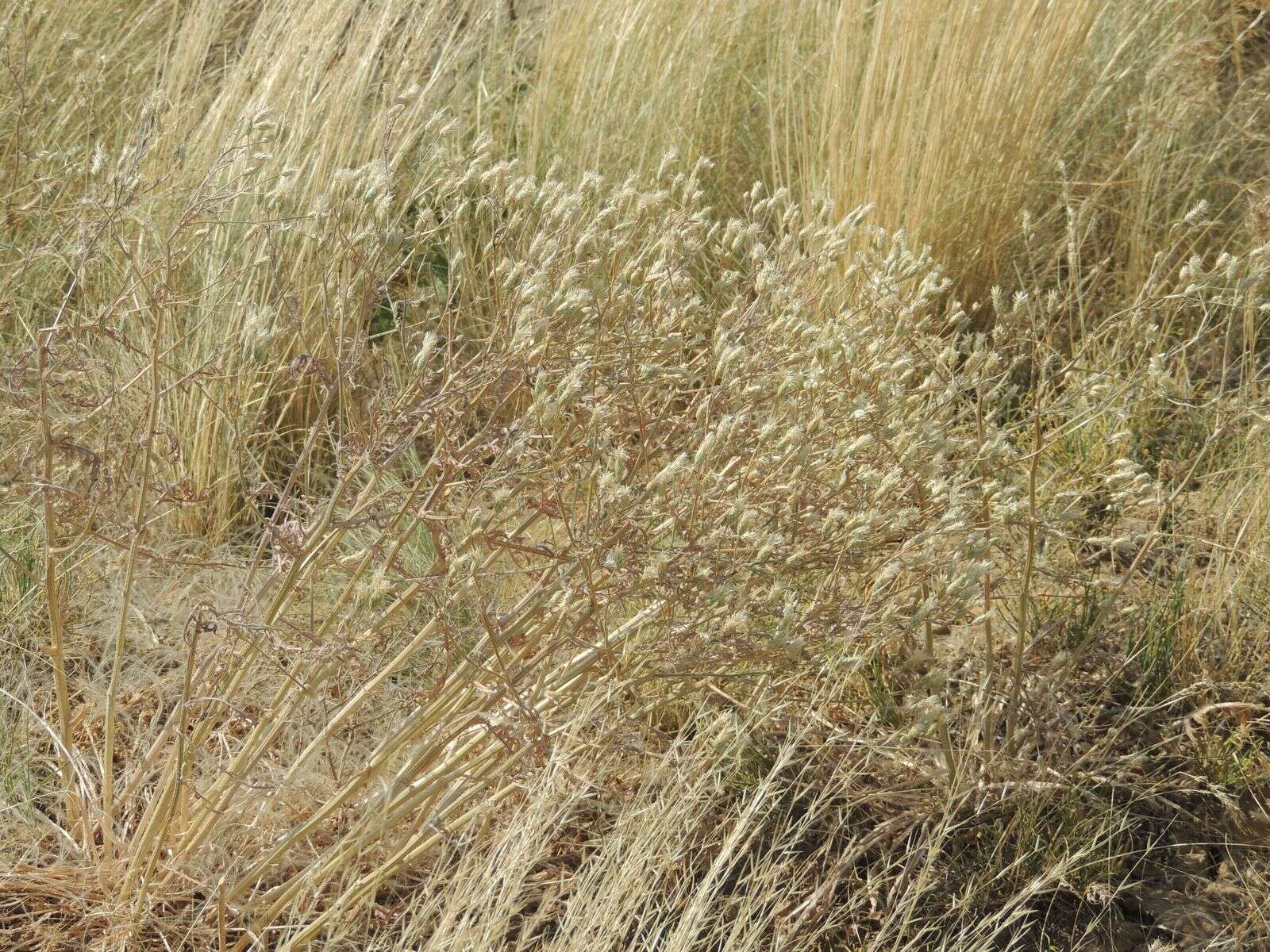 Plancia ëd Klasea erucifolia (L.) Greuter & Wagenitz