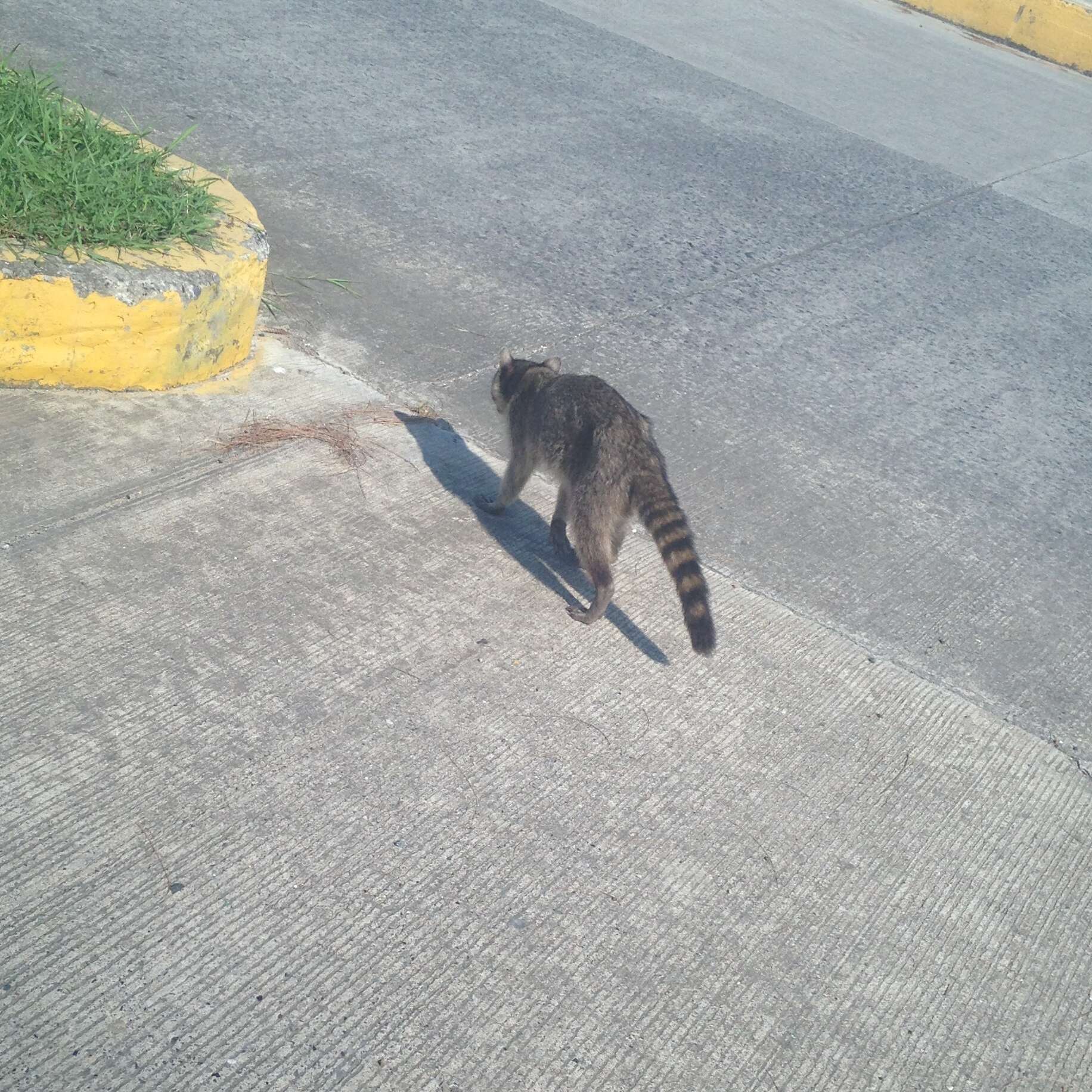 Image of raccoons